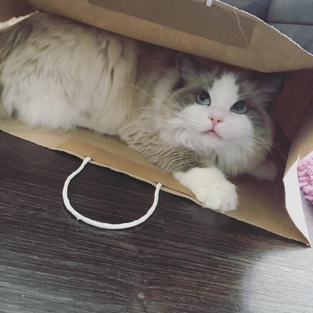 Instgram | @maemae.ragdoll