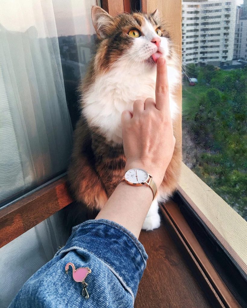 Instagram | @moggsy_the_cat