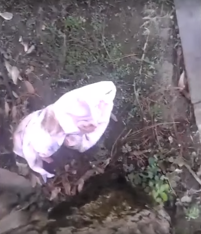 Youtube | Milenio Jailsco