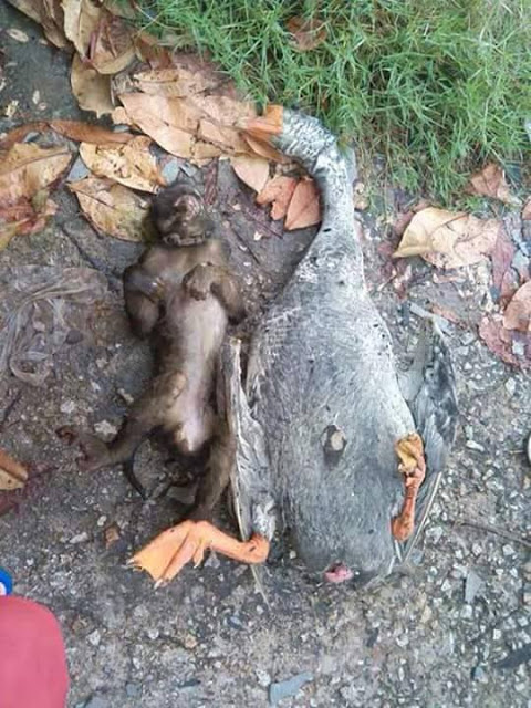 Facebook | My Youth Animal Rights and Welfare