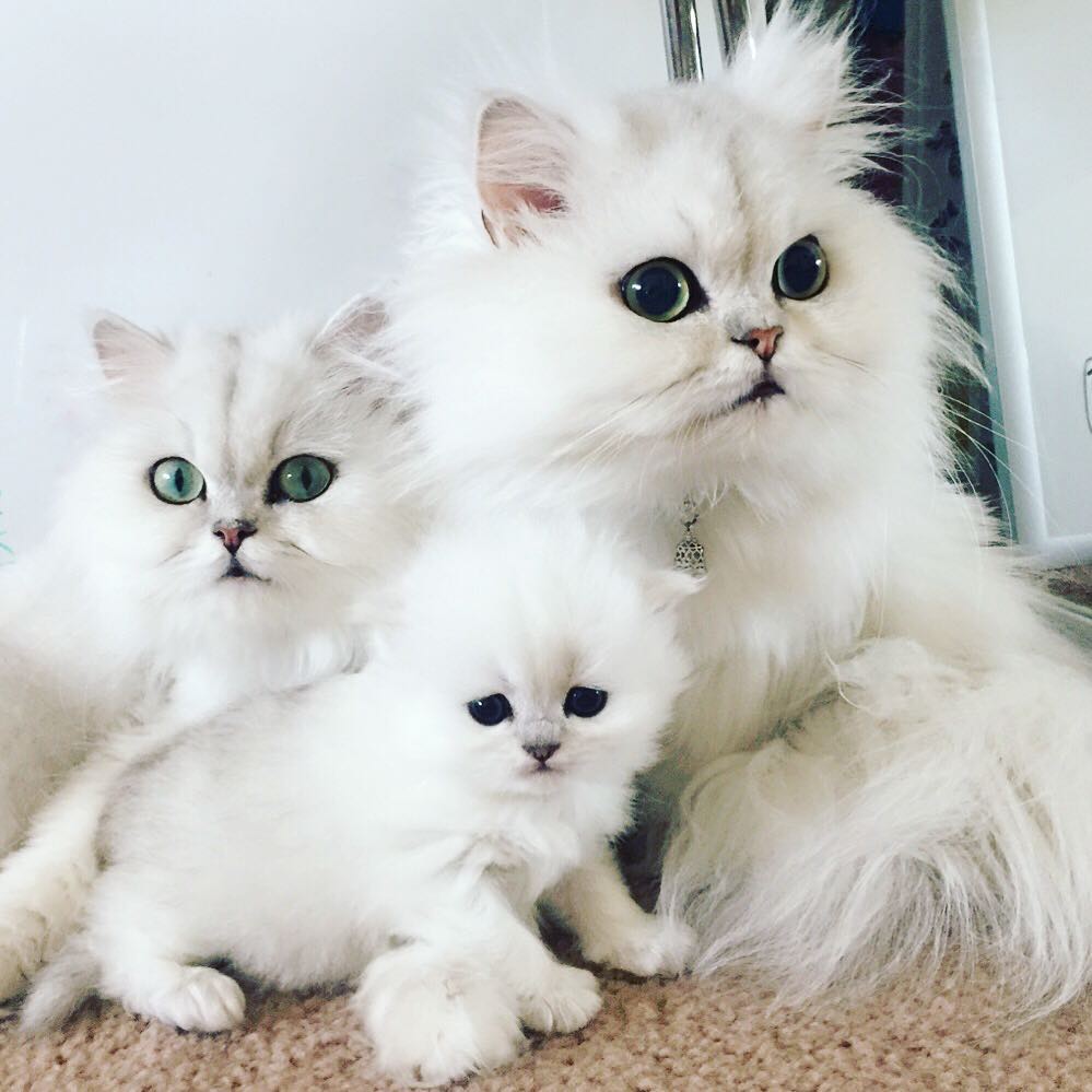 Instagram | @pearlypersians