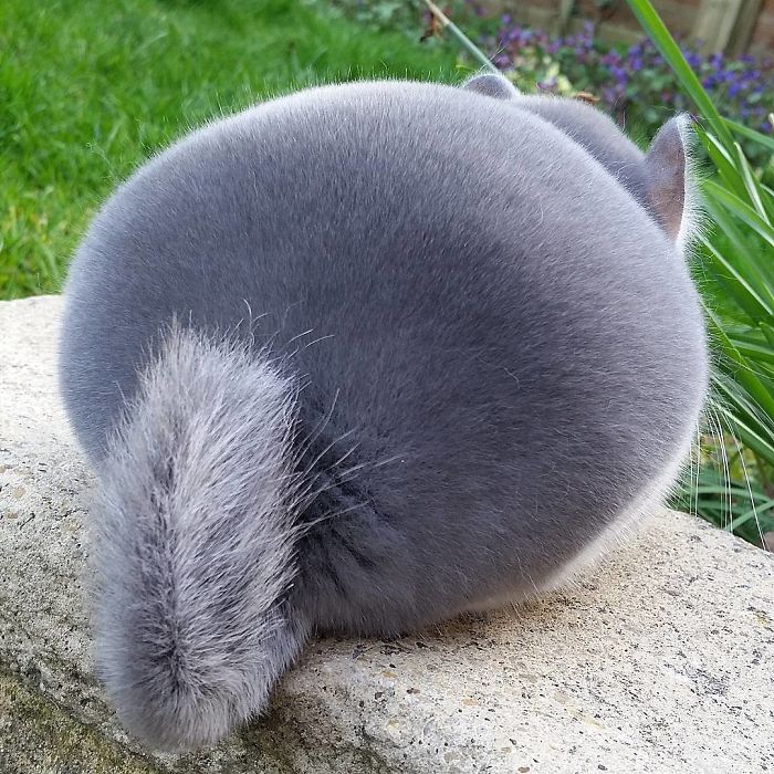 Instagram | @camerons_chinchillas