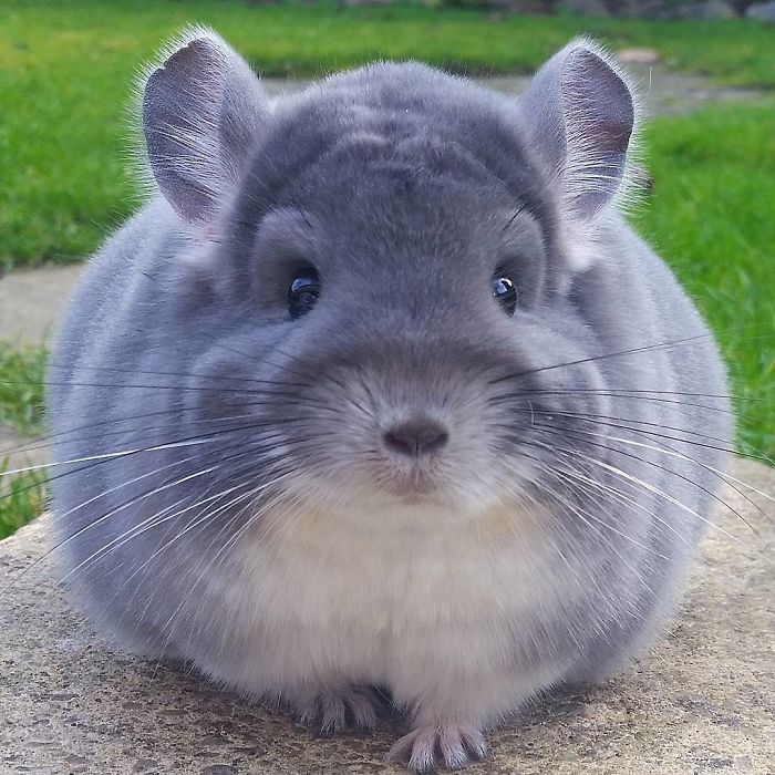 Instagram | @camerons_chinchillas