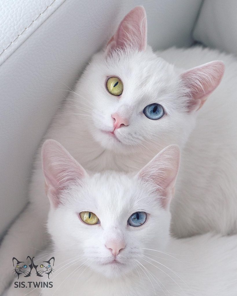 Instagram | @sis.twins