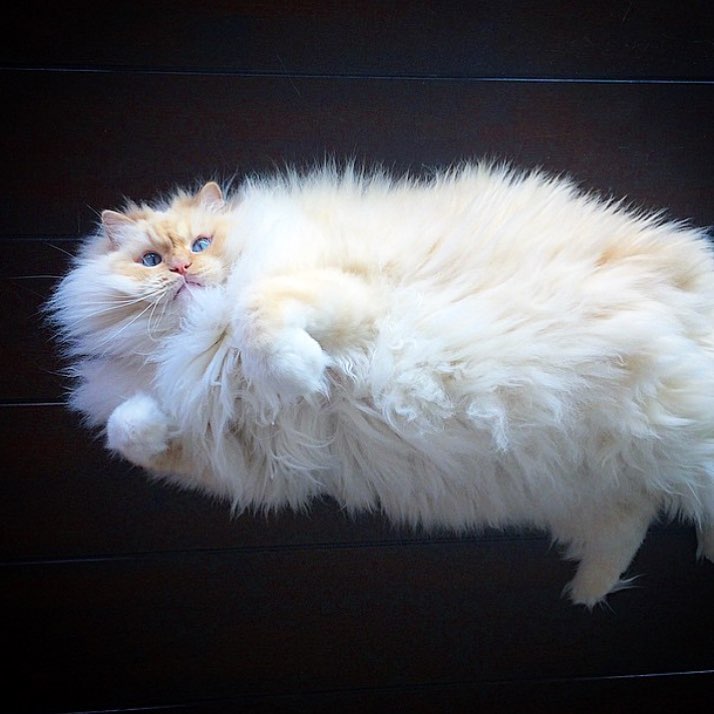 Instagram | @sky_the_ragdoll