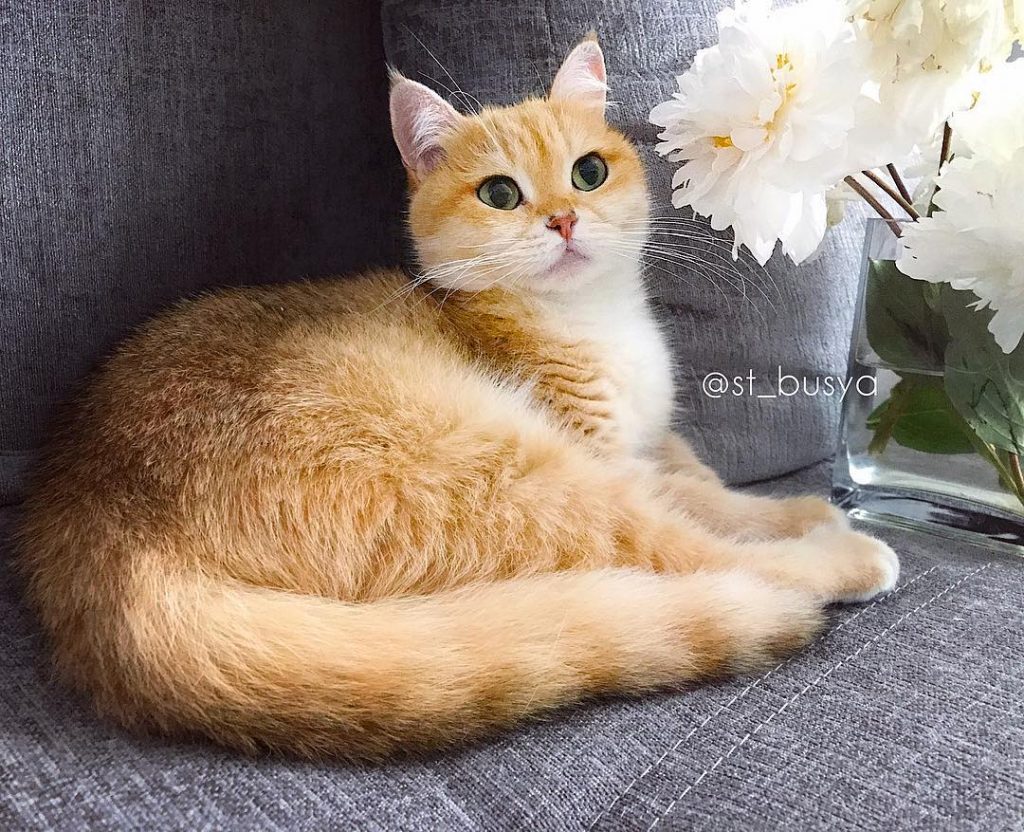 Instagram | @st_busya