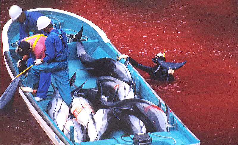 다큐멘터리 '더 코브: 슬픈 돌고래의 진실'