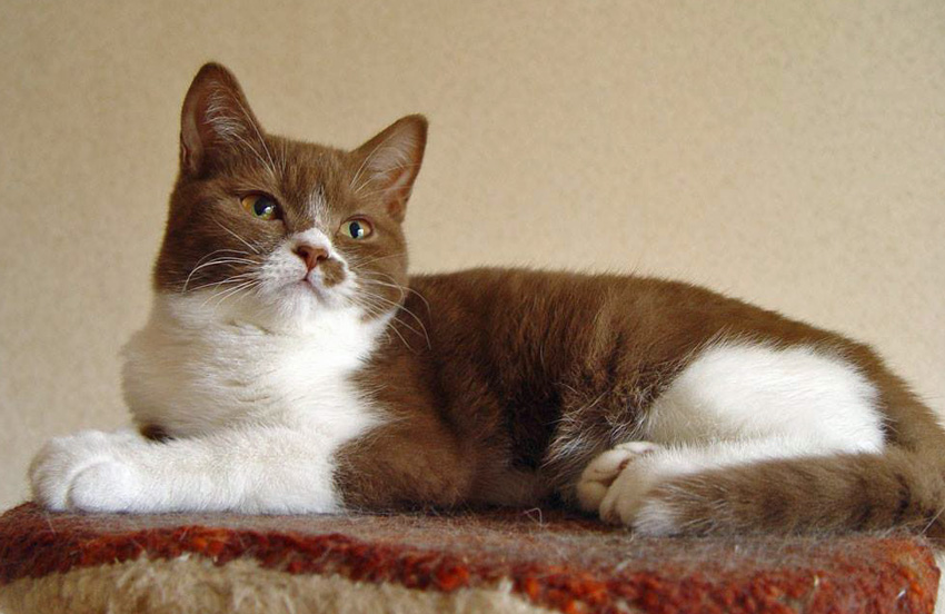 Pictures of Cats