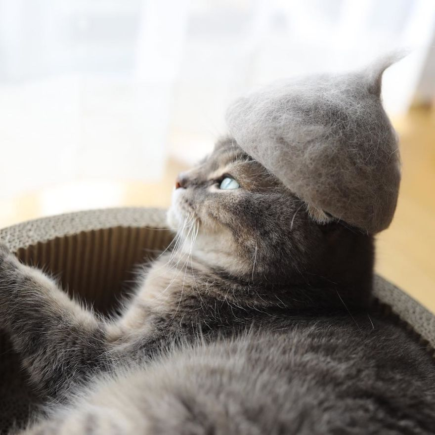 Cats Wear Hats And They Are The Best! (10+ Photos) - Sunnyvibes