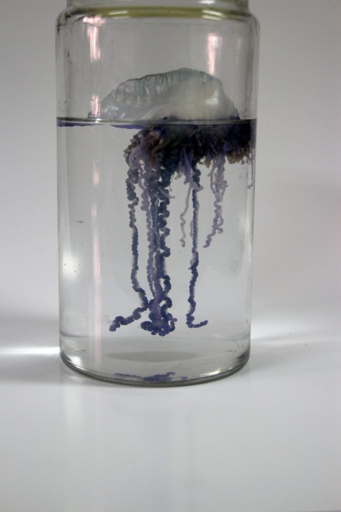 국립수산과학원