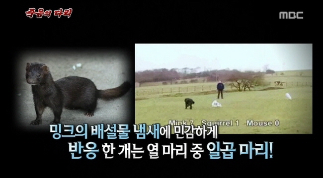 MBC '신비한TV 서프라이즈'