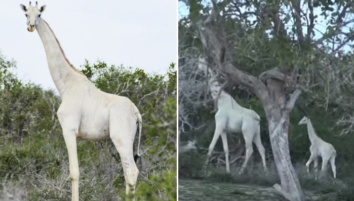 Hirola Conservation