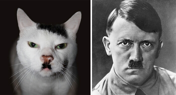 catsthatlooklikehitler.com