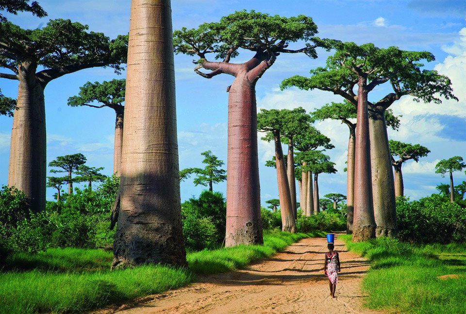 baobab