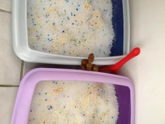 ej13149231906288440415755