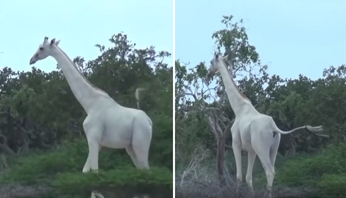 Hirola Conservation