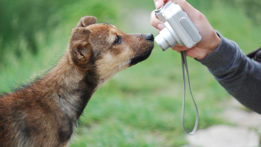 shutterstock_86264560