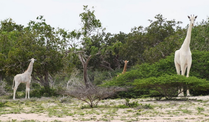 Hirola Conservation