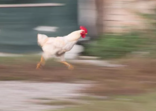 twitter-thewayarislays