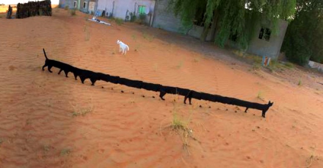 온라인 커뮤니티