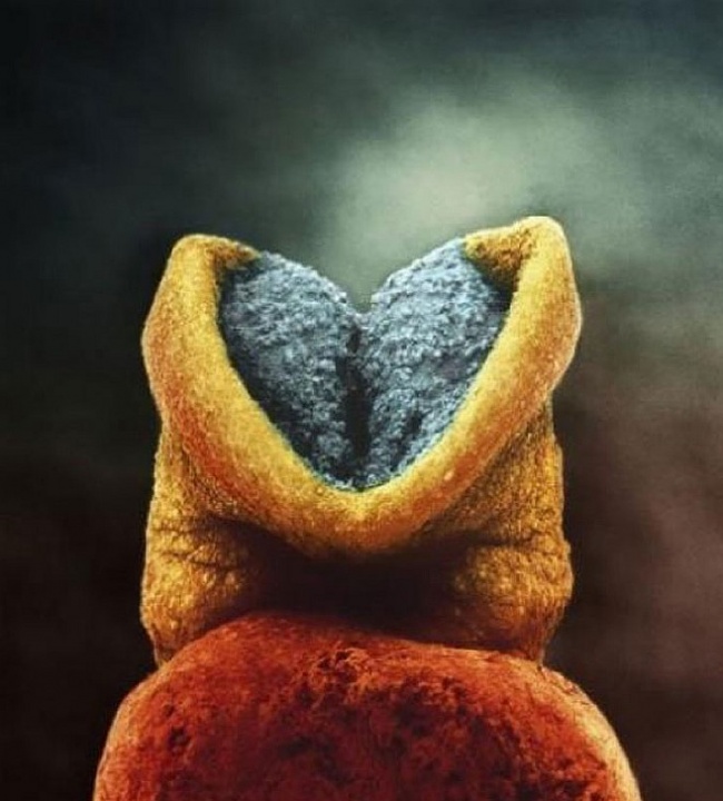 1552860-10-650-32e9147584-1504392207