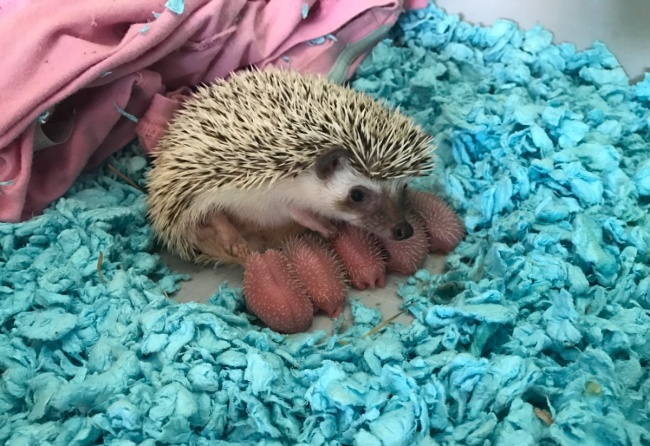 © painthands/twitter