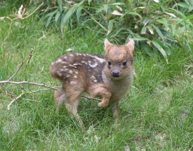 © Queens Zoo/Twitter