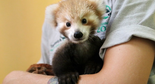 © Paul Fahy/Taronga Zoo/National Geographic