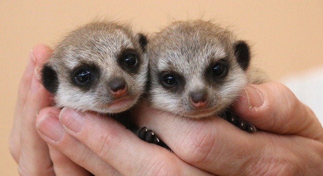 © Paul Fahy/Taronga Zoo/National Geographic