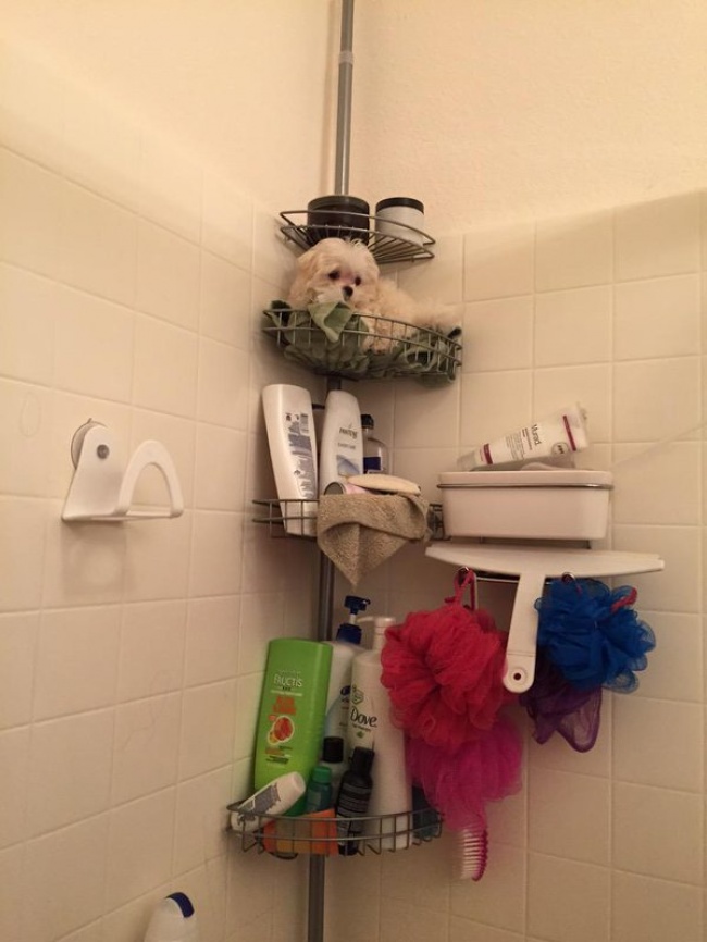 16868310-chfelfgwwaeowbl-1492886410-650-6f6ebe25db-1493147587