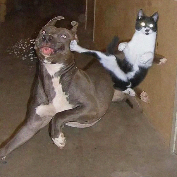 Ninja Cat Ninja Cat