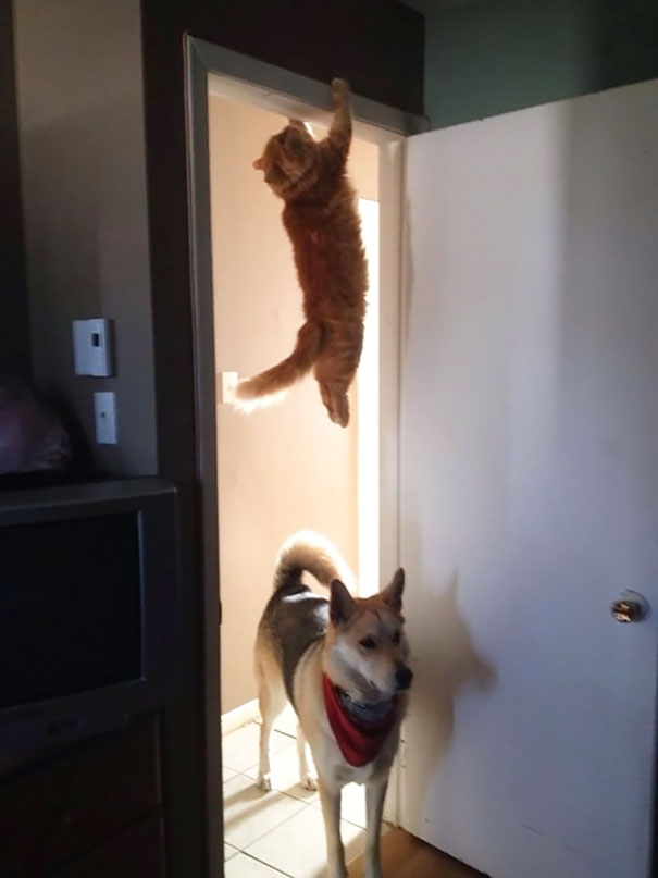 Ninja Cat Ninja Cat