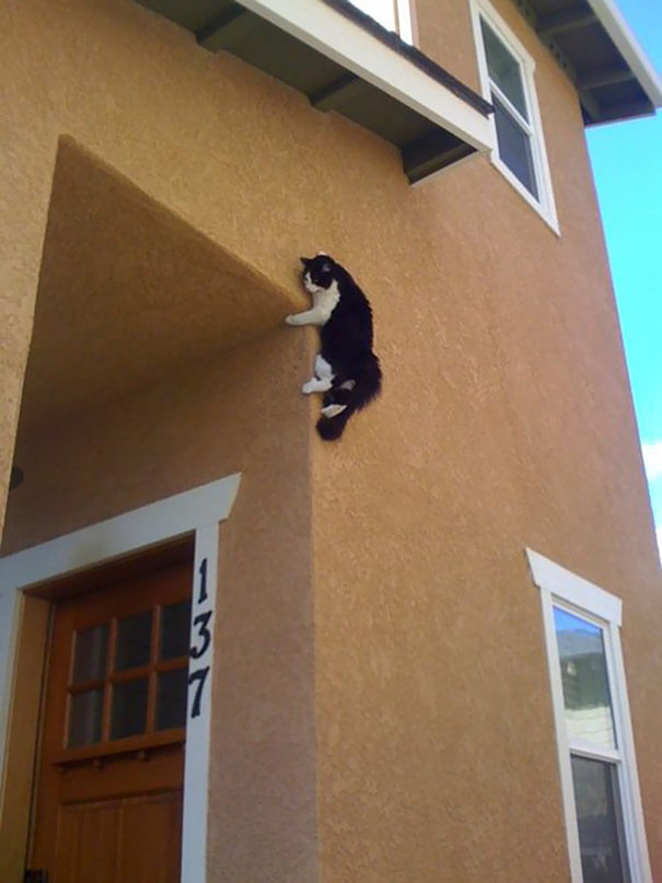 Ninja Cat Ninja Cat