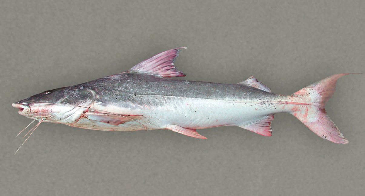 brachyplatystoma_filamentosum