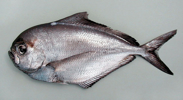 palometa