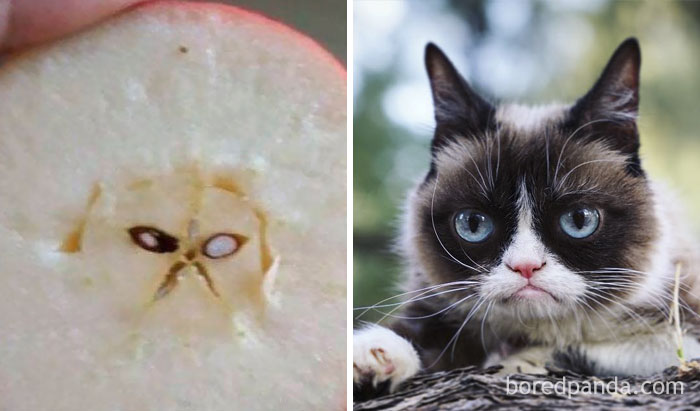 bencub91 , realgrumpycat