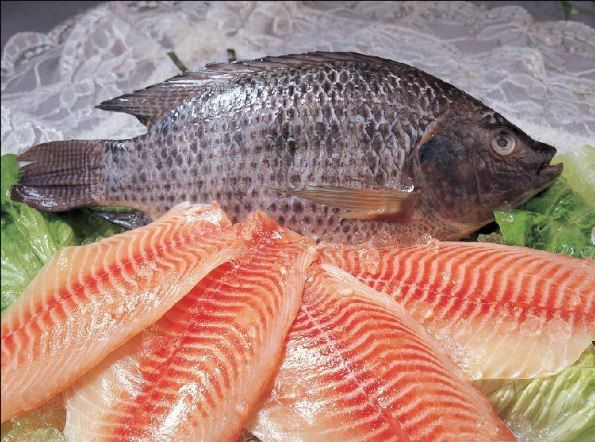 tilapia