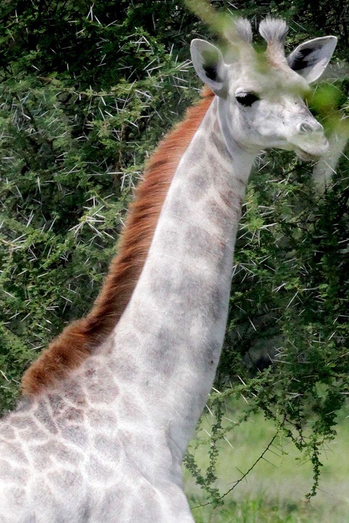 the white giraffe by lauren st john the white giraffe by lauren st john