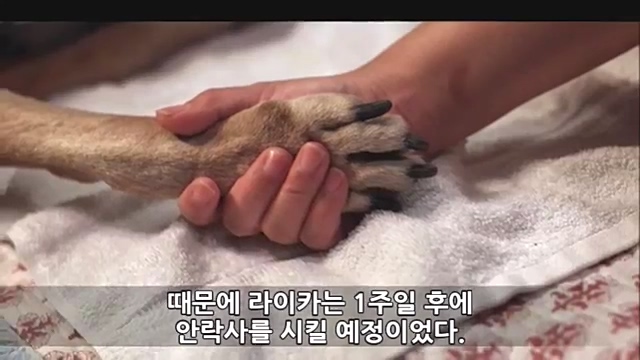 Youtube '랭킹모아'