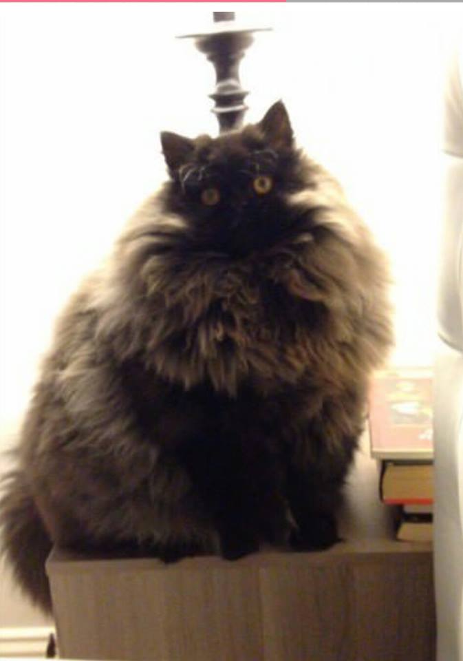 13512047_1042189929170069_5512734355837592397_n