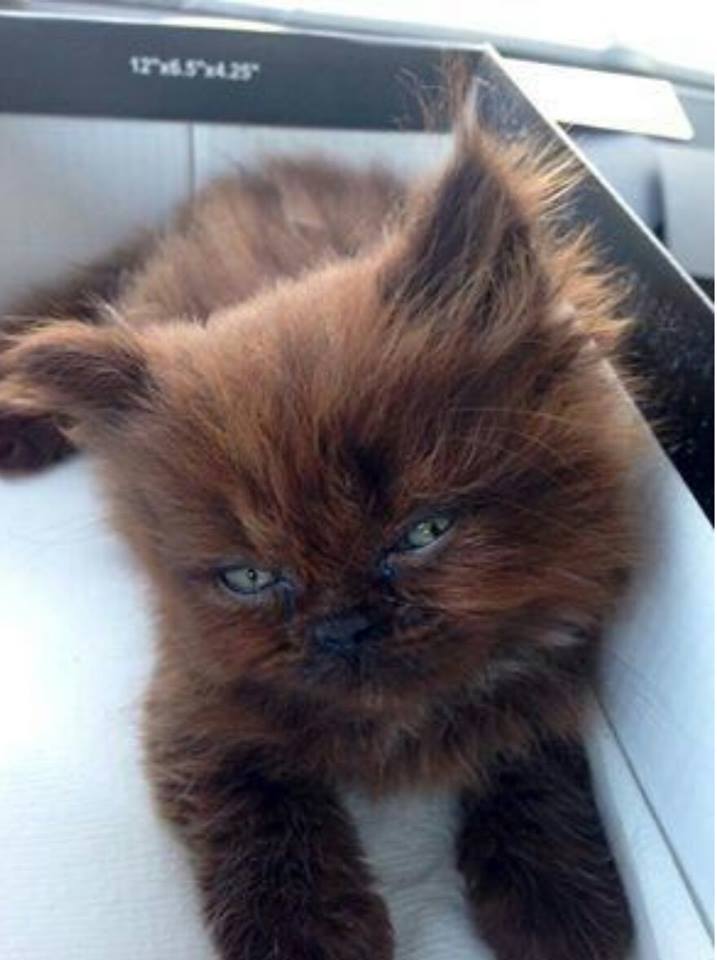 13524500_1042189862503409_1989554616002807566_n