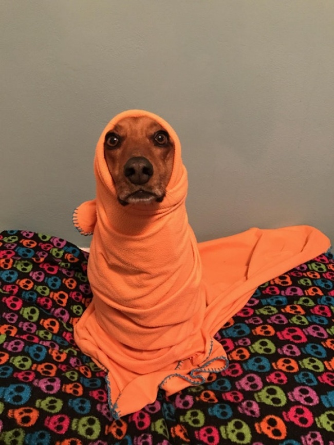 19744710-8rbpomd4yxip-aktxqkmwvqandu3xnzkdwiao-ktrzk-1508220126-650-4a69f8a016-1508520499