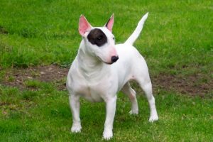 bull-terrier