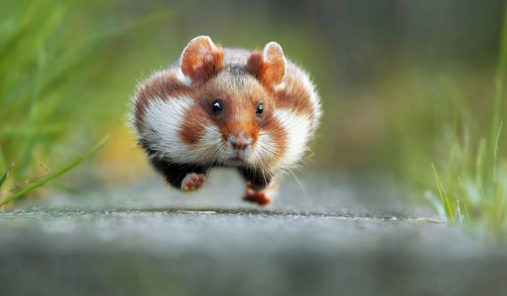 Les photos d'animaux les plus drôles de 2015 - Vonjour