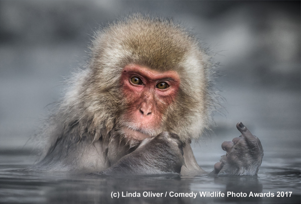 capture-decran-2017-11-22-a-12-41-52