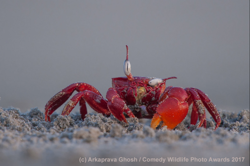 capture-decran-2017-11-22-a-12-42-52