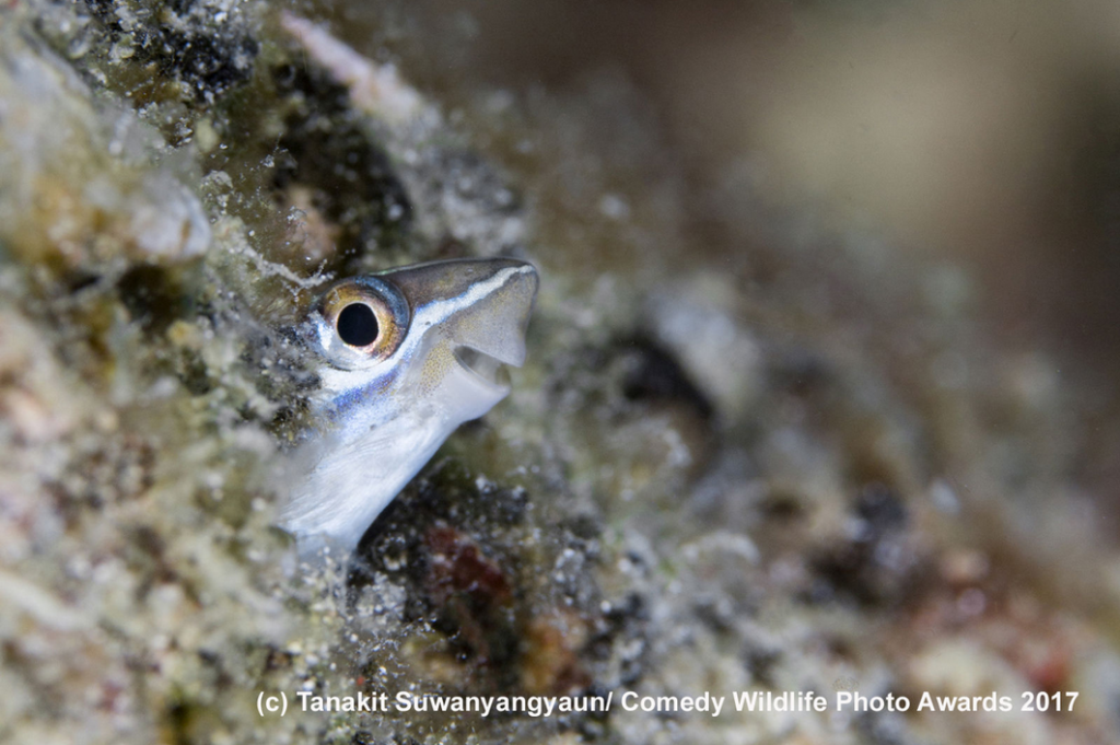 capture-decran-2017-11-22-a-12-43-48