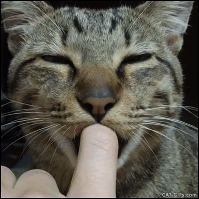 cat-gif-%e2%80%a2-big-cat-suckling-human-finger-thinking-he-is-a-newborn-kitten
