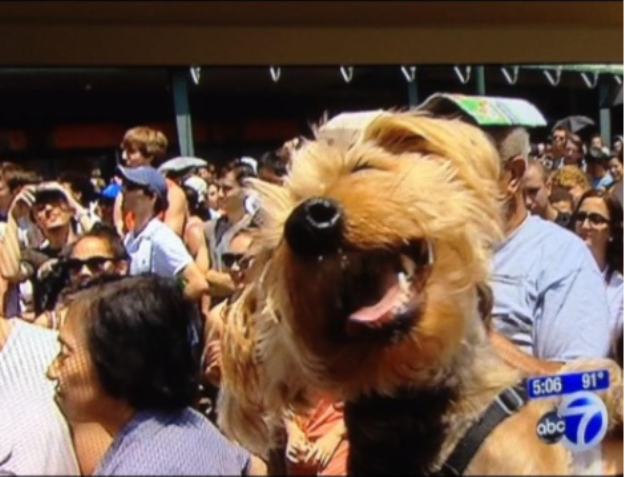 animalphotobombs.tumblr.com