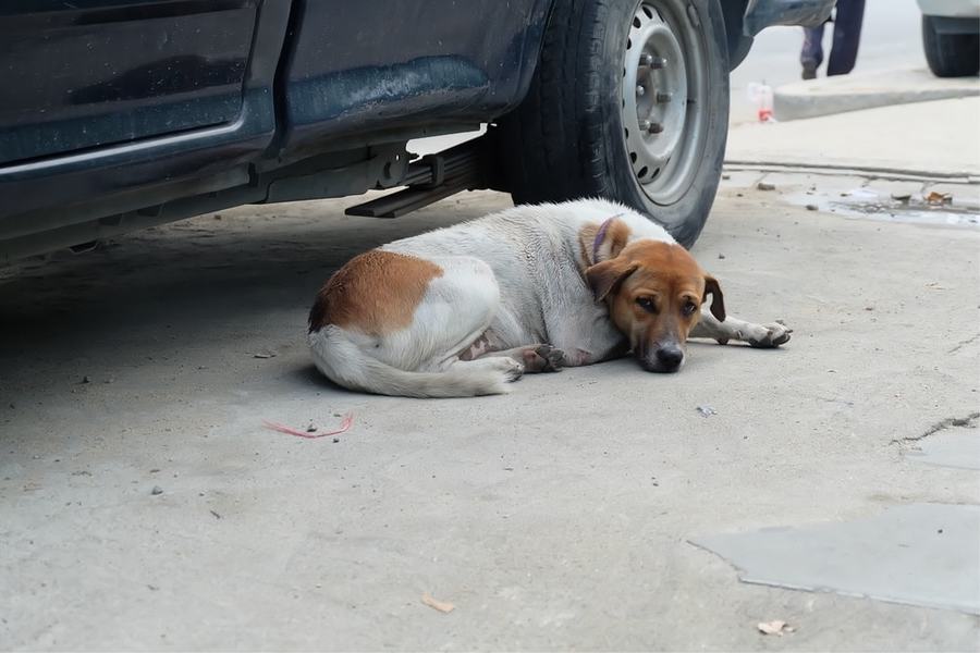 caminhão de cachorro